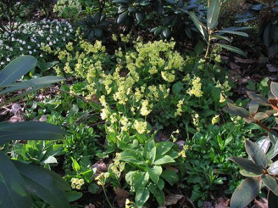 Primula_elatior_im_Rhodie_Beet.jpg