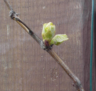 Vitis_Knospe-1.jpg