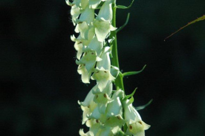 10_07_2010_017.jpg