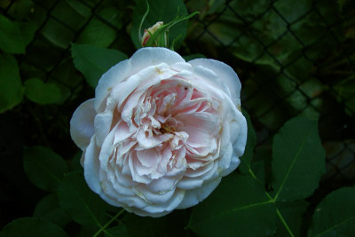 coquette_des_blanches_2010_zg2.jpg