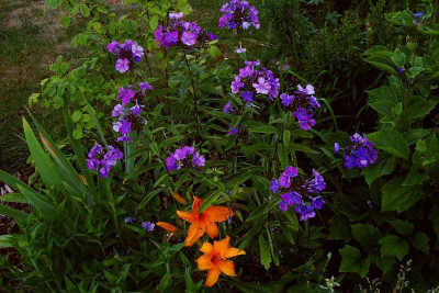 phlox_blau_hemerocallis_orange.jpg