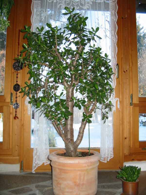 Crassula1.jpg