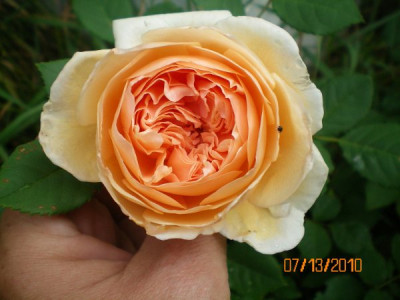 Crown_Princess_Margareta_am_Morgen.jpg