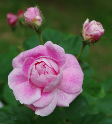 Geschwinds_Nordlandrose_I_0010___69946.jpg
