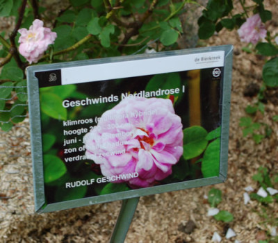 Geschwinds_Nordlandrose_I_0011__69948.jpg