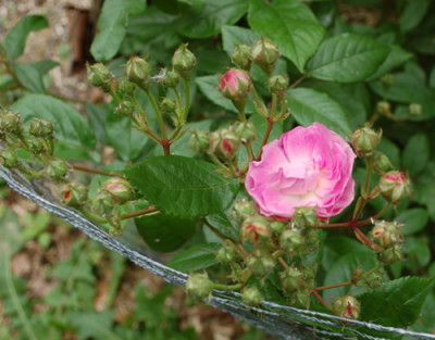 Geschwinds_Nordlandrose_II_0010__70020.jpg