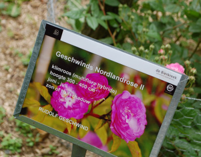 Geschwinds_Nordlandrose_II_0011__70022.jpg