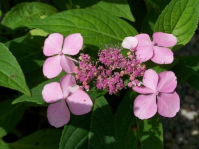 SerrataAcuminata03.JPG