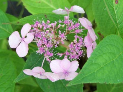 SerrataAcuminata02.JPG