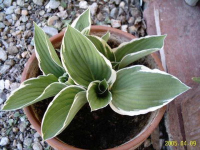 hosta01.jpg