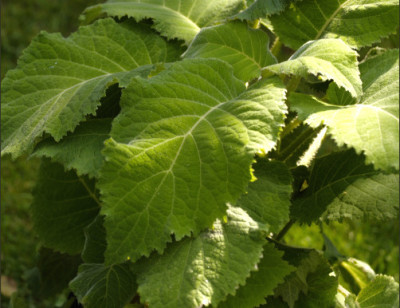Hydrangea_aspera_....jpg