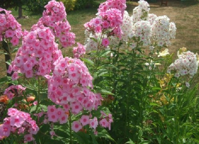 Phlox_.jpg