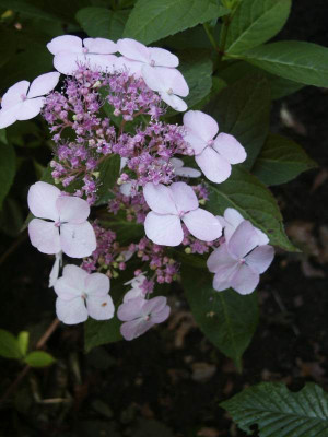h_acuminata_13_jul10.jpg