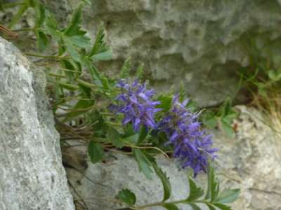 Blaues_Manderle1.jpg