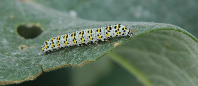 009raupe2.jpg