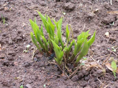 hosta_001.jpg
