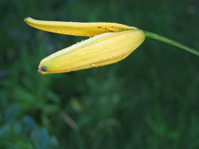 l.lancifolium-gelb1-2010.jpg
