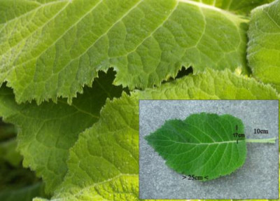 Blatt___H.aspera....jpg