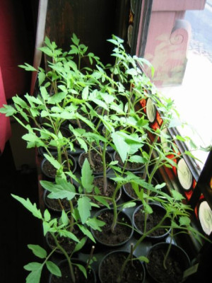 Tomaten_01.jpg