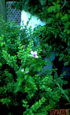 Clematis_im_Buchs_001.JPG