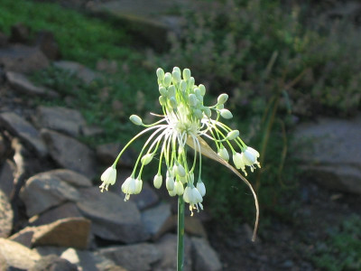 comp_19..Juni.2010Allium_carinataAlba_015.jpg