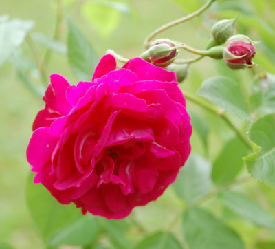 Geschwinds_Schonste_0010__70015.jpg