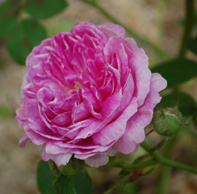 Gilda_0010__69969.jpg