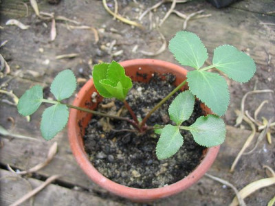 Helleborus_Samling.jpg