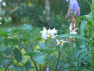 solanum-berthaultii-1.jpg