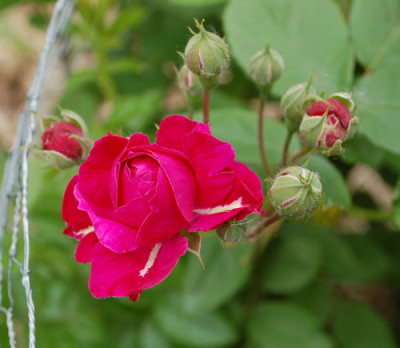 Griseldis_0010__70035.jpg