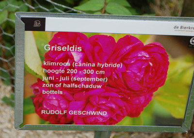 Griseldis_0011__70038.jpg