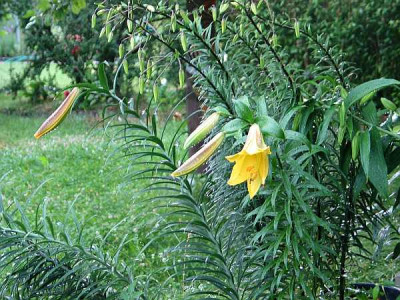 bananenlilie.jpg