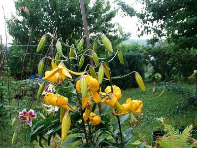 citronella-biene1.jpg