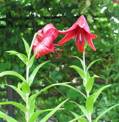 schellenbaum-ax1.jpg