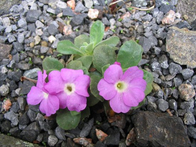 Primula_allionii_im_Trog.jpg