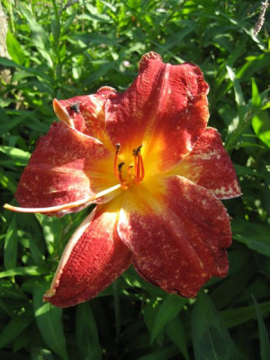 2010-07-15.Hemerocallis.jpg
