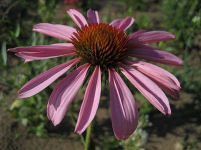 2010-07-15.Echinacea_Magnus.jpg