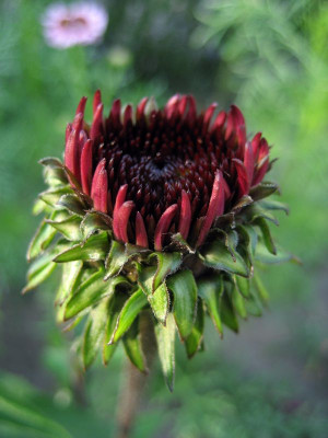 2010-07-15.Echinacea_Fatal_Attraction.jpg