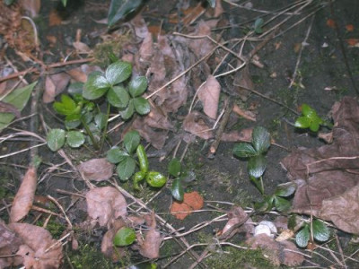 H._orientalis_Saemlinge002.jpg