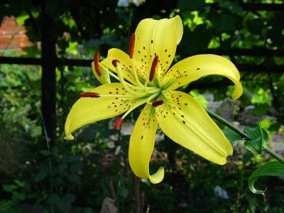 lancifolium-gelb-ax1.jpg