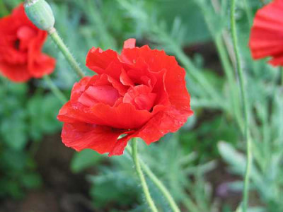 papaver-rhoeas-gef..jpg
