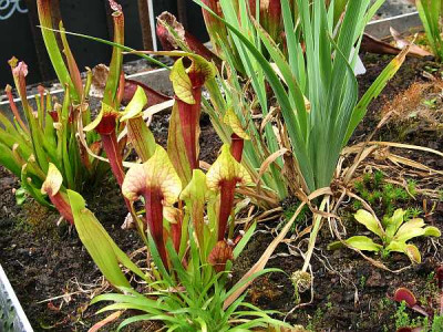 sarracenia-flava-hybrid1.jpg