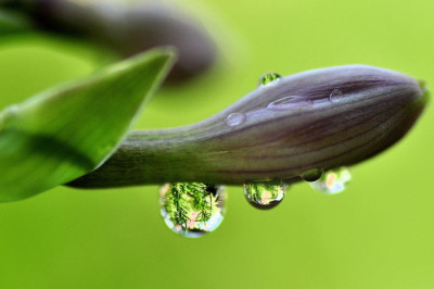 Hosta_mit_Tropfen.JPG
