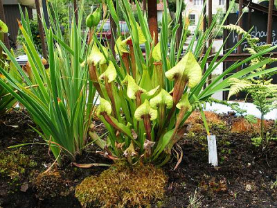 sarracenia-flava-hybrid2.jpg