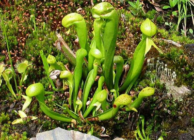 darlingtonia-auslaufer.jpg