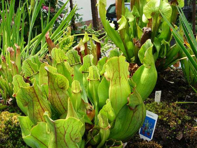 sarracenia-purpurea1.jpg