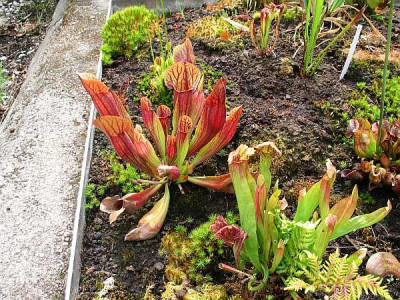 purpurea-hybriden1.jpg