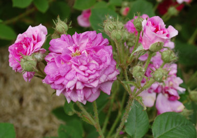 Himmelsauge_0010__70040.jpg