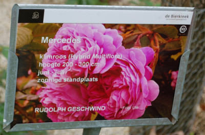 Mercedes_0011__70043.jpg