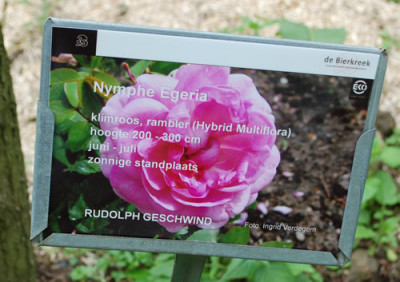 Nymphe_Egeria_0010_69951.jpg